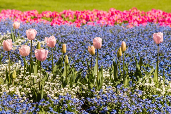 Rosa Tulpen und Vergissmeinnicht-Blumen Feld — Stockfoto