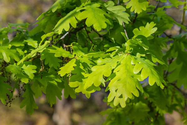 Hojas de roble fresco en primavera —  Fotos de Stock