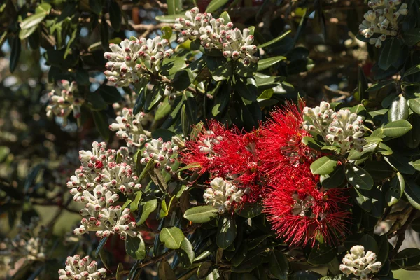 포 나무 꽃과 봉 오리 — 스톡 사진
