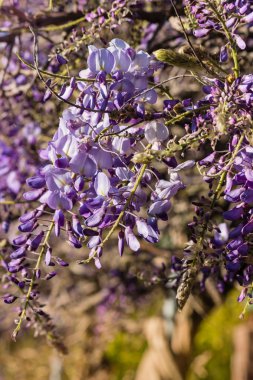 Mor wisteria çiçek çiçeklenme