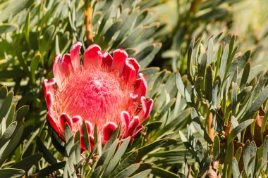 pink protea flower head in bloom clipart