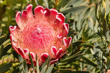 oleanderleaf protea çiçek kafasından bloom