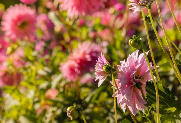 Rosa Dahlien im Blumenbeet — Stockfoto