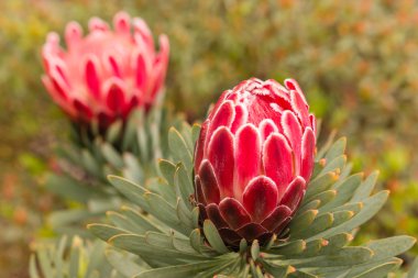 pembe protea çiçek ve bud 