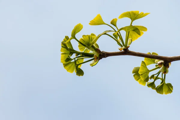 Hojas aisladas de ginkgo biloba en primavera contra el cielo azul —  Fotos de Stock