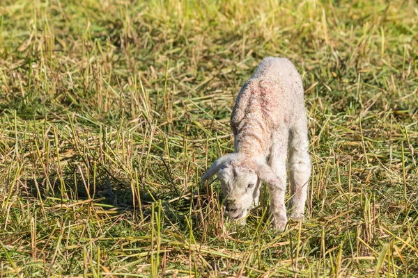 Neugeborenes Lamm weidet auf Wiese — Stockfoto