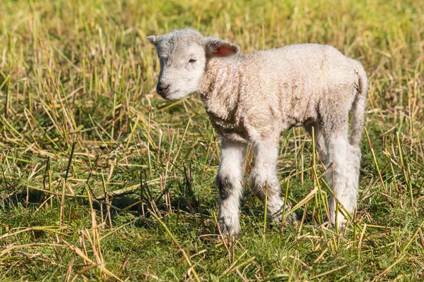 Kleines Lamm steht auf Frühlingswiese — Stockfoto