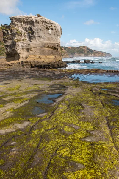 Rotsen met algen op Muriwai strand in Nieuw-Zeeland — Stockfoto