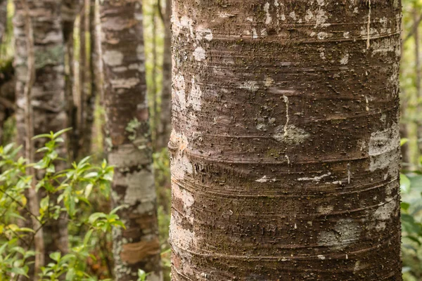 Kauri pnia drzewa w lesie deszczowym w Nowej Zelandii — Zdjęcie stockowe