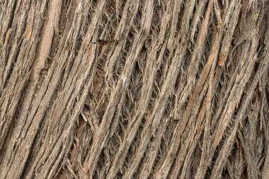 eski ağaç kabuğu olukları