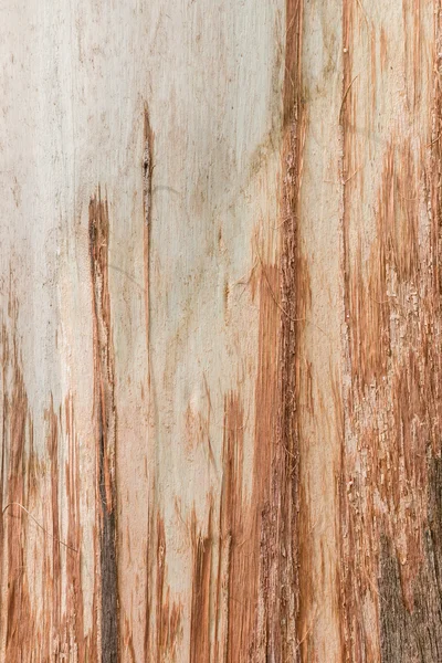 Эвкалиптовое дерево на фоне коры пилинга — стоковое фото