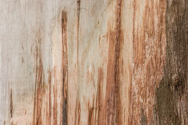 Gros plan de l'écorce pelant hors gomme arbre — Photo