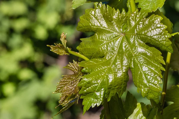 Grapevine świeżych liści rosnących w winnicy — Zdjęcie stockowe