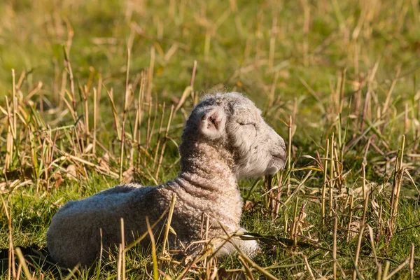 睡在草地上的新生羔羊 — 图库照片