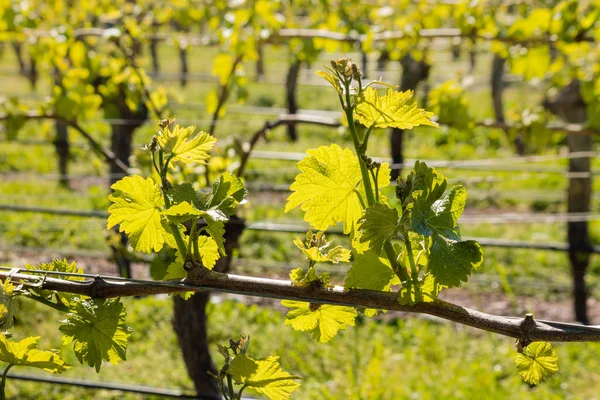 Liście winorośli wzrost wczesną wiosną w winnicy — Zdjęcie stockowe