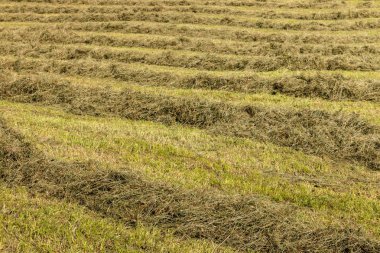 çayır üzerinde kurutma çimen saman closeup 
