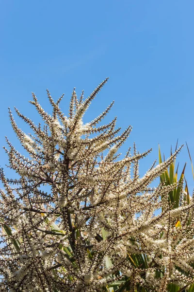 Repollo palma flores contra el cielo azul — Foto de Stock