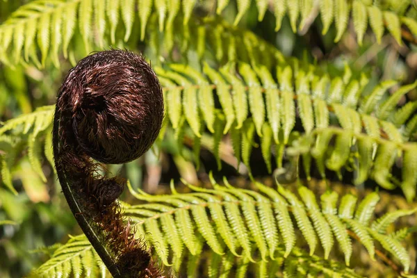 Siyah ağaç fern yaprak - Cyathea medullaris — Stok fotoğraf