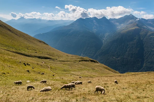 Pastoreo de ovejas en la ladera de los Alpes austríacos — Foto de Stock