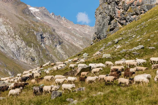 Rebaño de ovejas alpinas que pastan en pendiente pronunciada en los Alpes austríacos — Foto de Stock