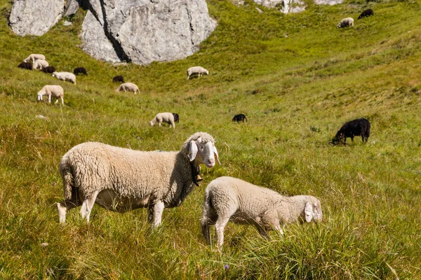 Alpine lop eared sheep and lamb grazing on meadow — Stock Photo, Image