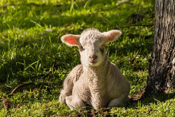 Owieczka odpoczynku na trawie pod drzewem — Zdjęcie stockowe