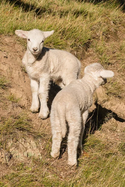 Två nyfikna små lamm — Stockfoto
