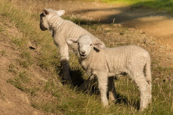 Deux petits agneaux broutant sur la pente — Photo