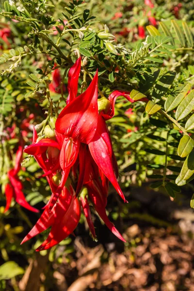Flores de árbol rojo kowhai — Foto de Stock