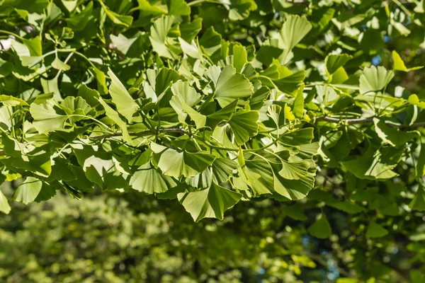 Folhas frescas de ginkgo biloba — Fotografia de Stock