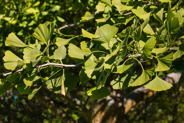 Árbol de ginkgo biloba con hojas frescas en primavera —  Fotos de Stock