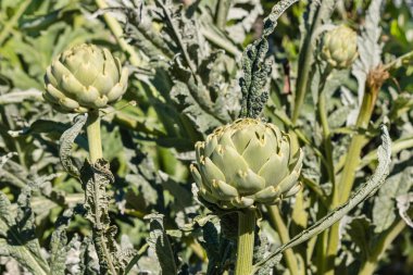 Küre enginar tomurcukları ve yaprakları