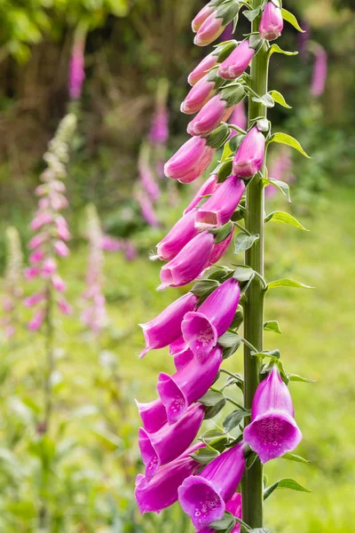 Isolated purple foxgloves growing on meadow — Stock Photo, Image