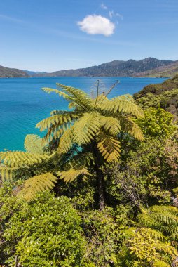 Gümüş ferns Marlborough sesleri Yeni Zelanda büyüyen