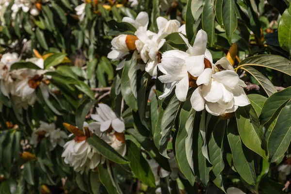 Witte magnolia bloemen en knoppen met regendruppels — Stockfoto