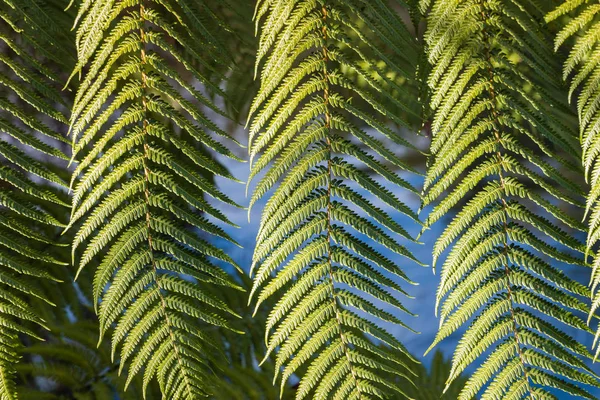 Silver fern tree löv — Stockfoto