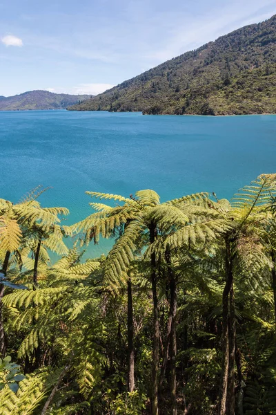 Silver fern lesů na pobřeží Jaderského moře Nový Zéland — Stock fotografie