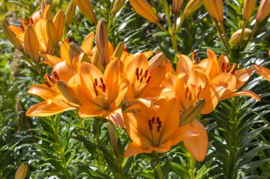 turuncu lilyum çiçek closeup 