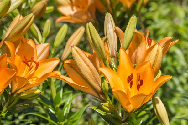 Flores y brotes de lirio naranja en el jardín — Foto de Stock