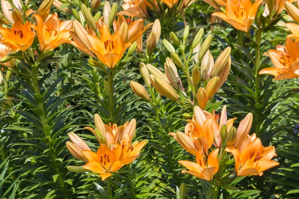 Flores de lirio naranja en el jardín — Foto de Stock
