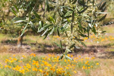 zeytin ağacı çiçek olive Grove
