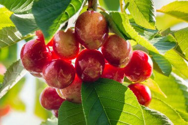 Kırmızı Kiraz kiraz ağacı olgunlaşma