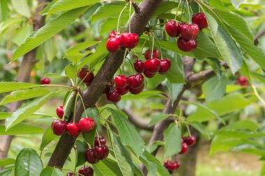 kiraz ağacı dalı ile olgun kırmızı kiraz