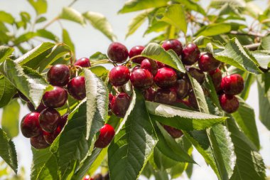 kiraz ağacı dalı ile beyaz arka plan üzerinde olgun kiraz