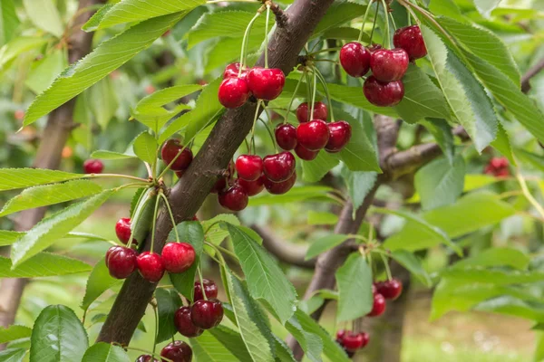 Гілка вишневого дерева зі стиглими червоними вишнями — стокове фото