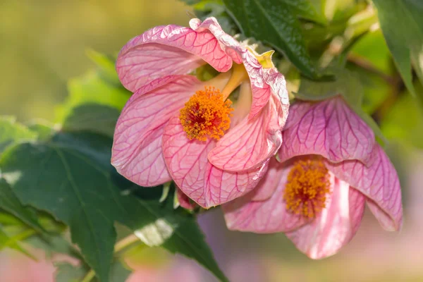 Roze abutilon bloemen in bloei — Stockfoto