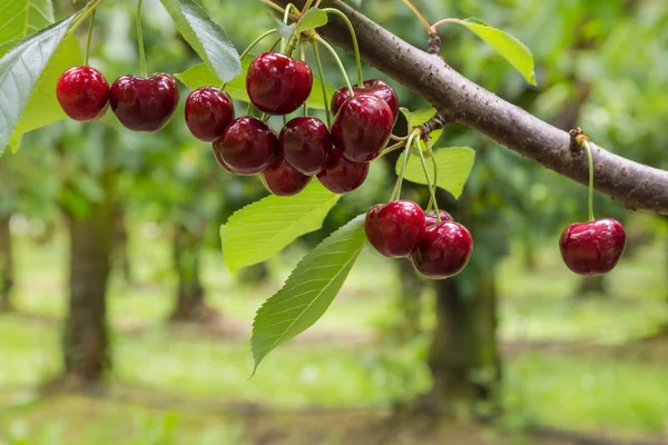 Vereinzelte rote Kirschen am Baum im Kirschgarten — Stockfoto