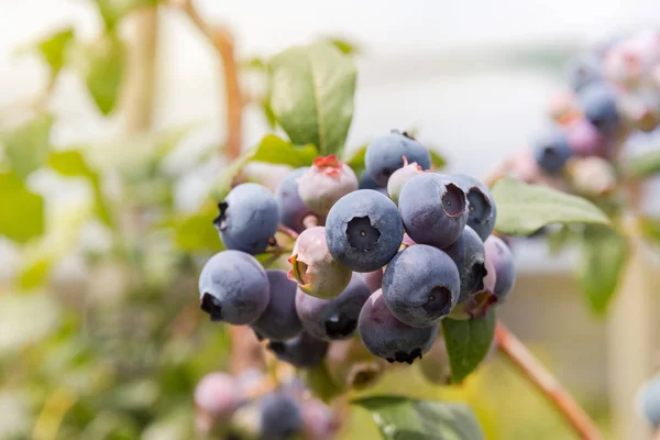 organic blueberries on blueberry bush