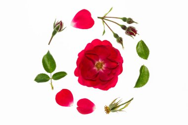 kırmızı gül flowerhead, yaprakları ve daire içinde düzenlenmiş yaprakları 