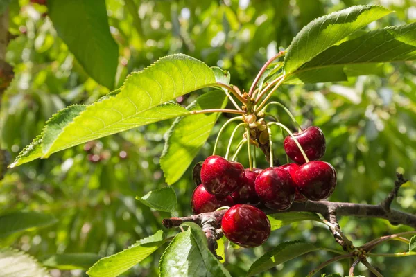 Куча темных вишней на дереве в вишневом саду — стоковое фото